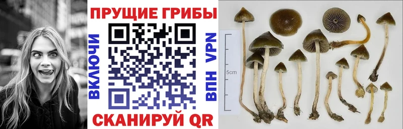 Псилоцибиновые грибы Psilocybine cubensis  Купить закладки  Феодосия 